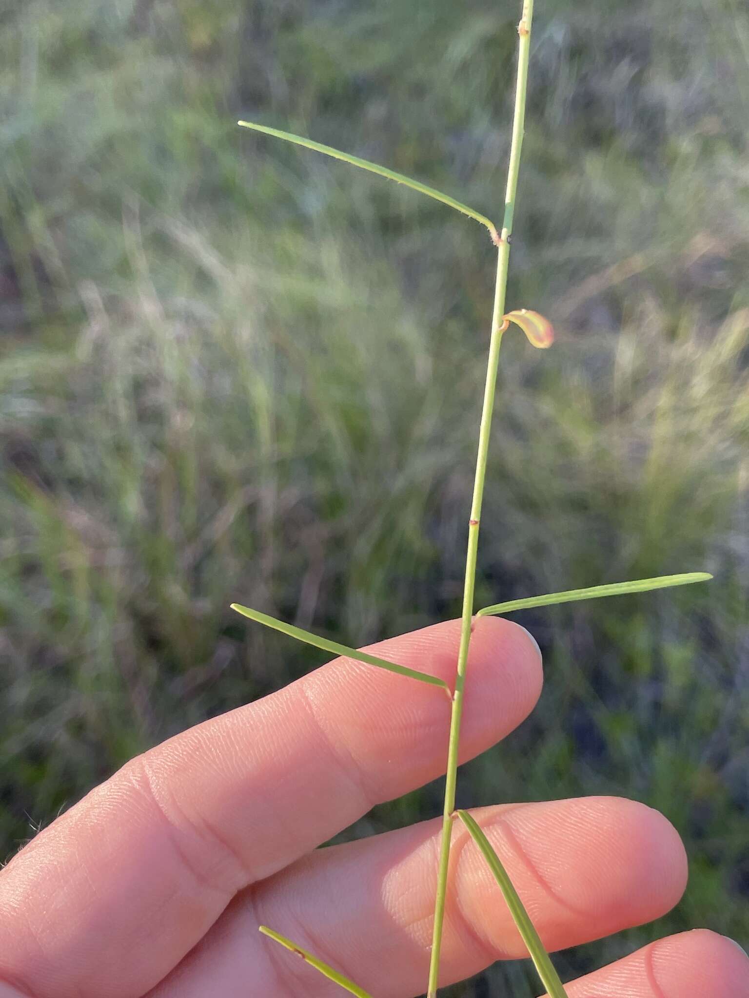 Image of summer spurge