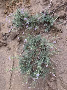 Image of Fendler's aster