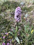 Image de Dactylorhiza maculata subsp. islandica (Á. Löve & D. Löve) Soó