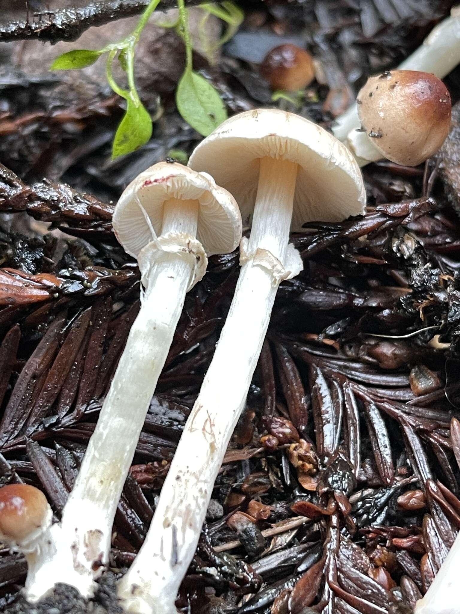 Lepiota castaneidisca Murrill 1912 resmi