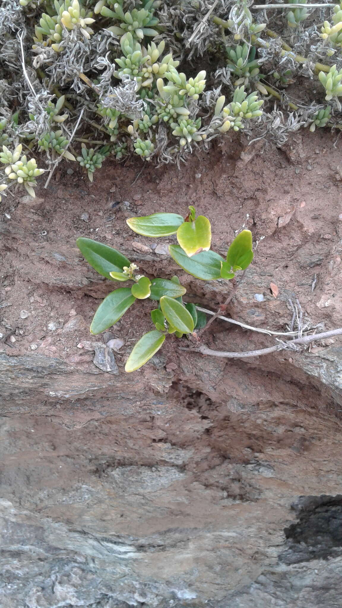 Image of Muehlenbeckia gunnii (Hook. fil.) Walp.