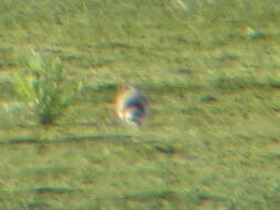 Image of ringed plover, common ringed plover