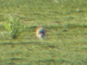 Image of ringed plover, common ringed plover