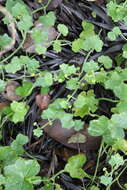 Image de Hydrocotyle bowlesioides Mathias & Constance