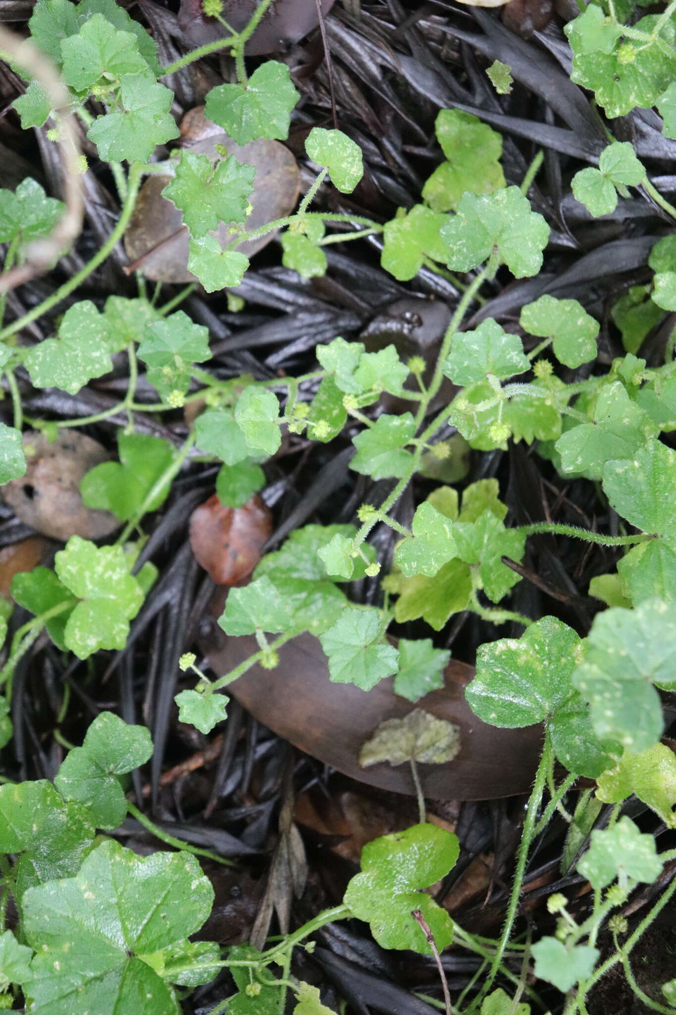 Image de Hydrocotyle bowlesioides Mathias & Constance