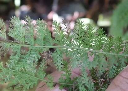 Image de Athyrium microphyllum (Sm.) Alston