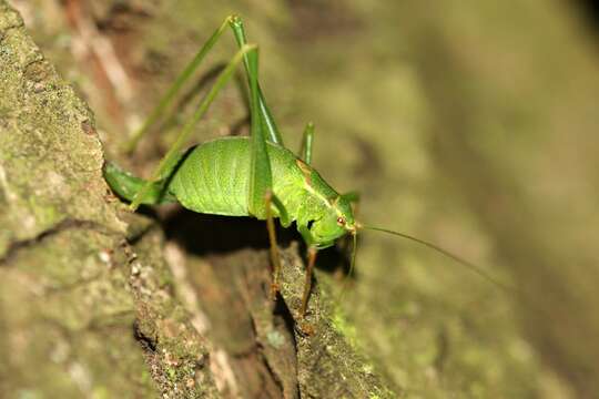 Image of speckled bush-cricket