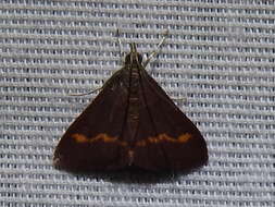 صورة Pyrausta pseuderosnealis Munroe 1976