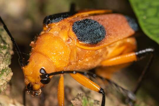 Image of Myzomorphus quadripunctatus (Gray 1831)