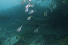 Image de Pempheris compressa (White 1790)