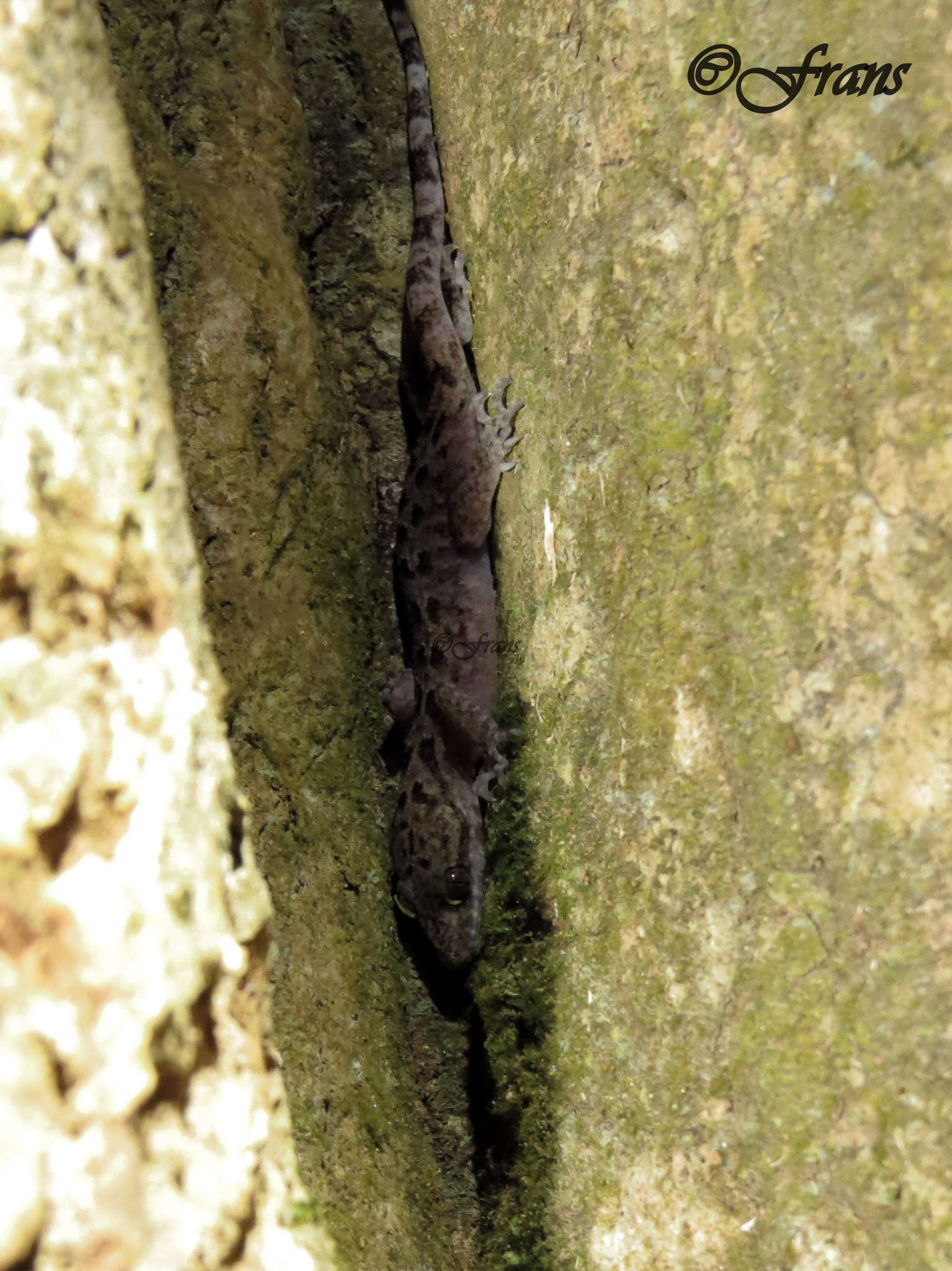 Image of Marbled Bow-fingered Gecko