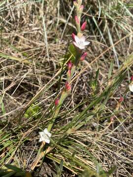 Image of Oxygonum dregeanum Meisn.