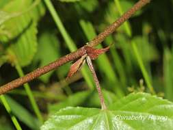 Image of Rubus lambertianus var. glandulosus Cardot