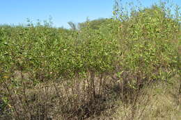 Image of <i>Eupatorium dodonaeifolium</i> DC.