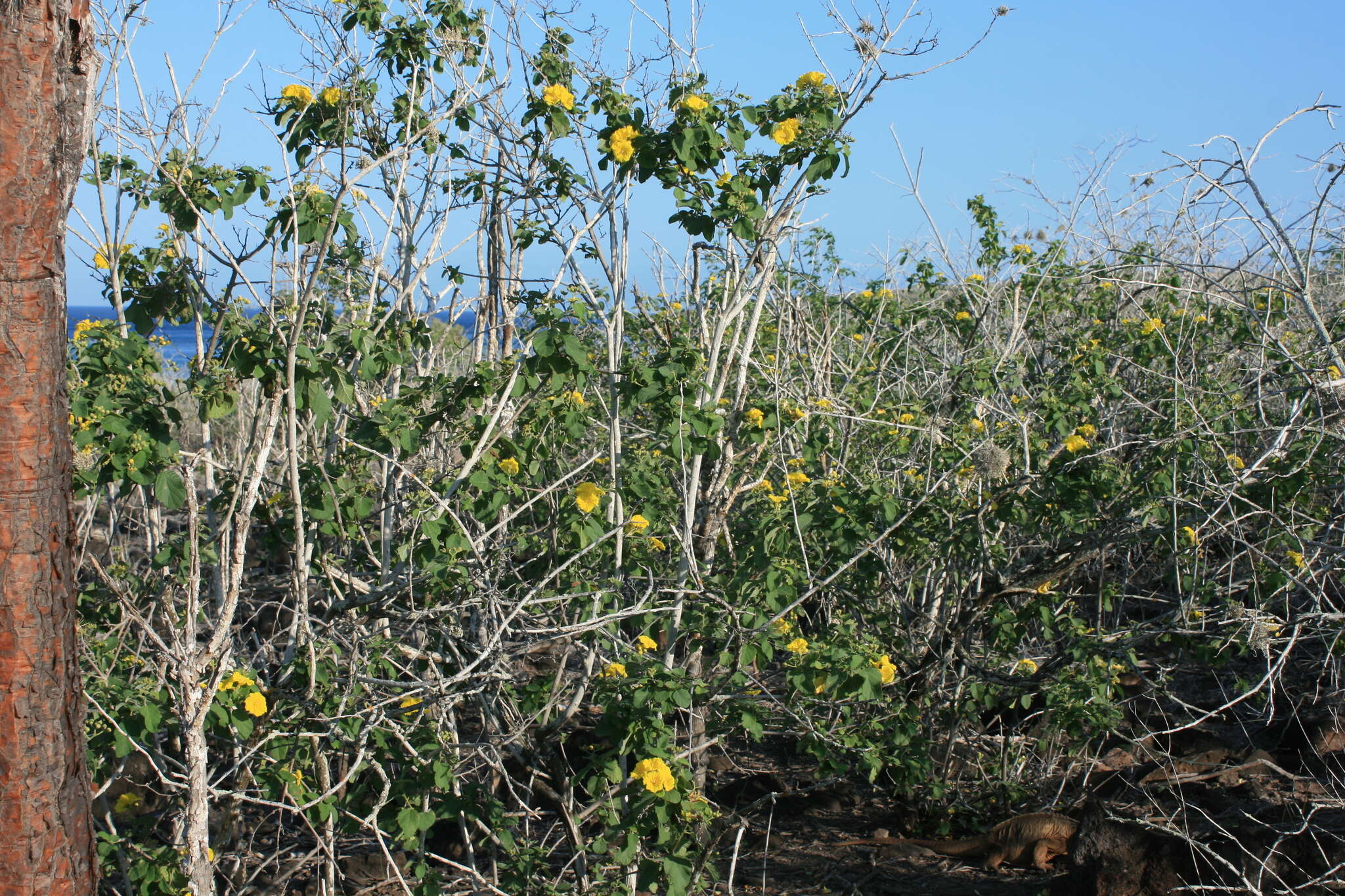 Image of Yellow geiger