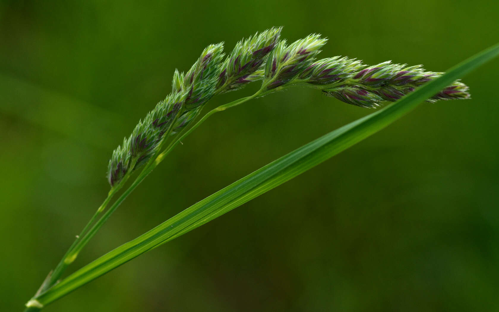 Image of Cocksfoot or Orchard Grass