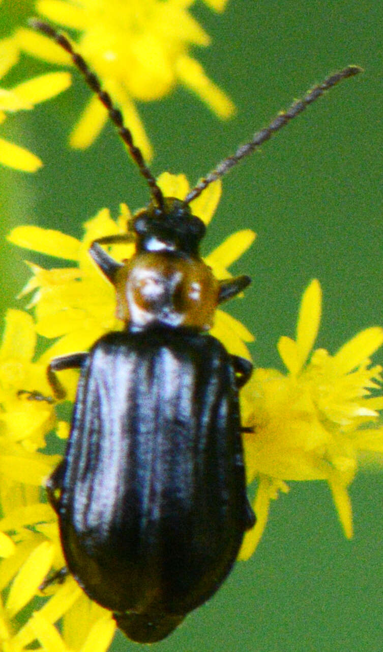 Diabrotica cristata (Harris 1836) resmi