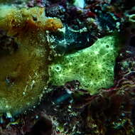 Image of sulfur sponge