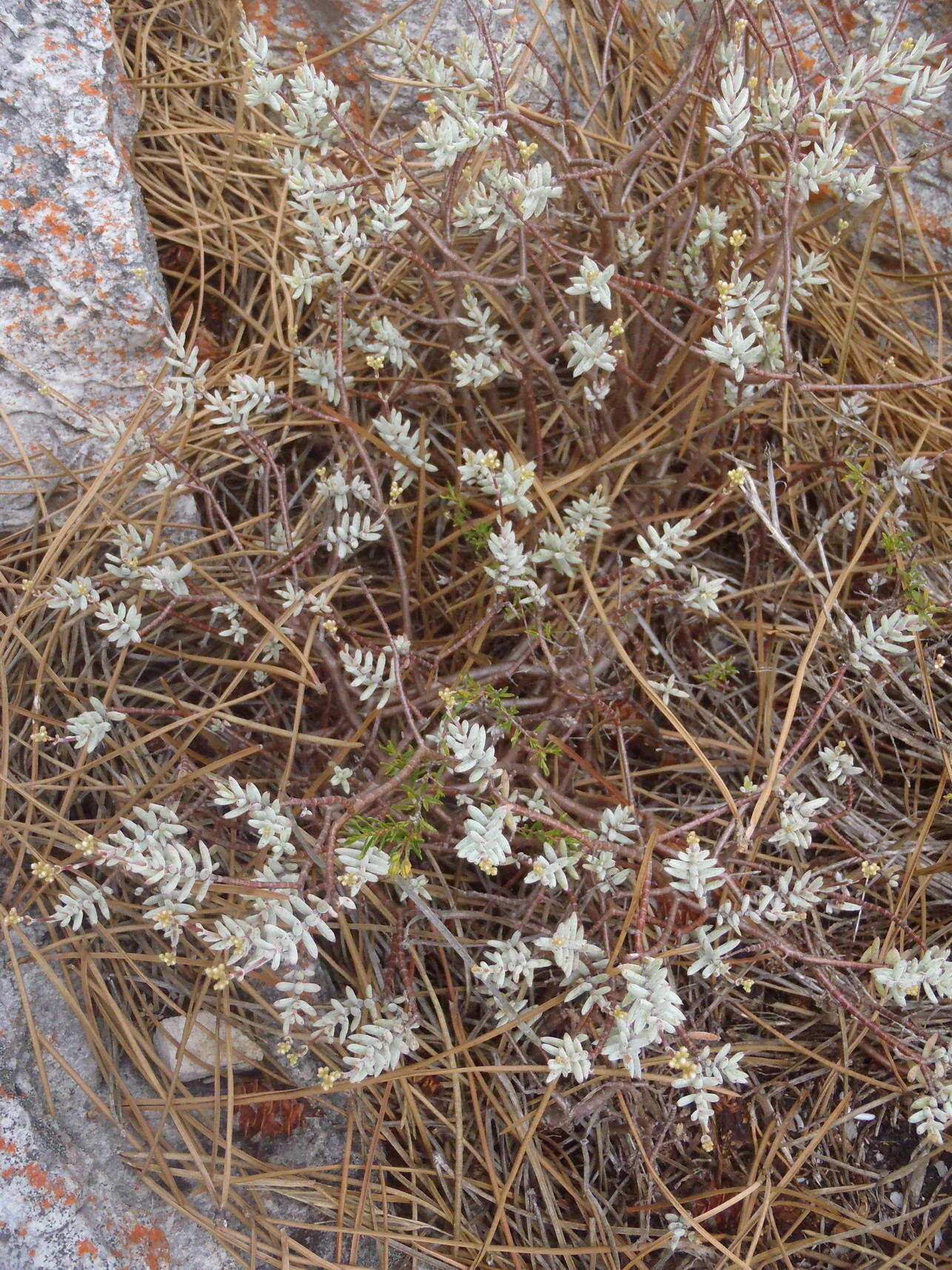 Image of Crassula biplanata Haw.