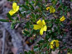 Image of Hibbertia empetrifolia subsp. empetrifolia