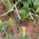 صورة Aristolochia pubescens Willd. ex Duch.