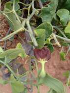 Image de Aristolochia pubescens Willd. ex Duch.