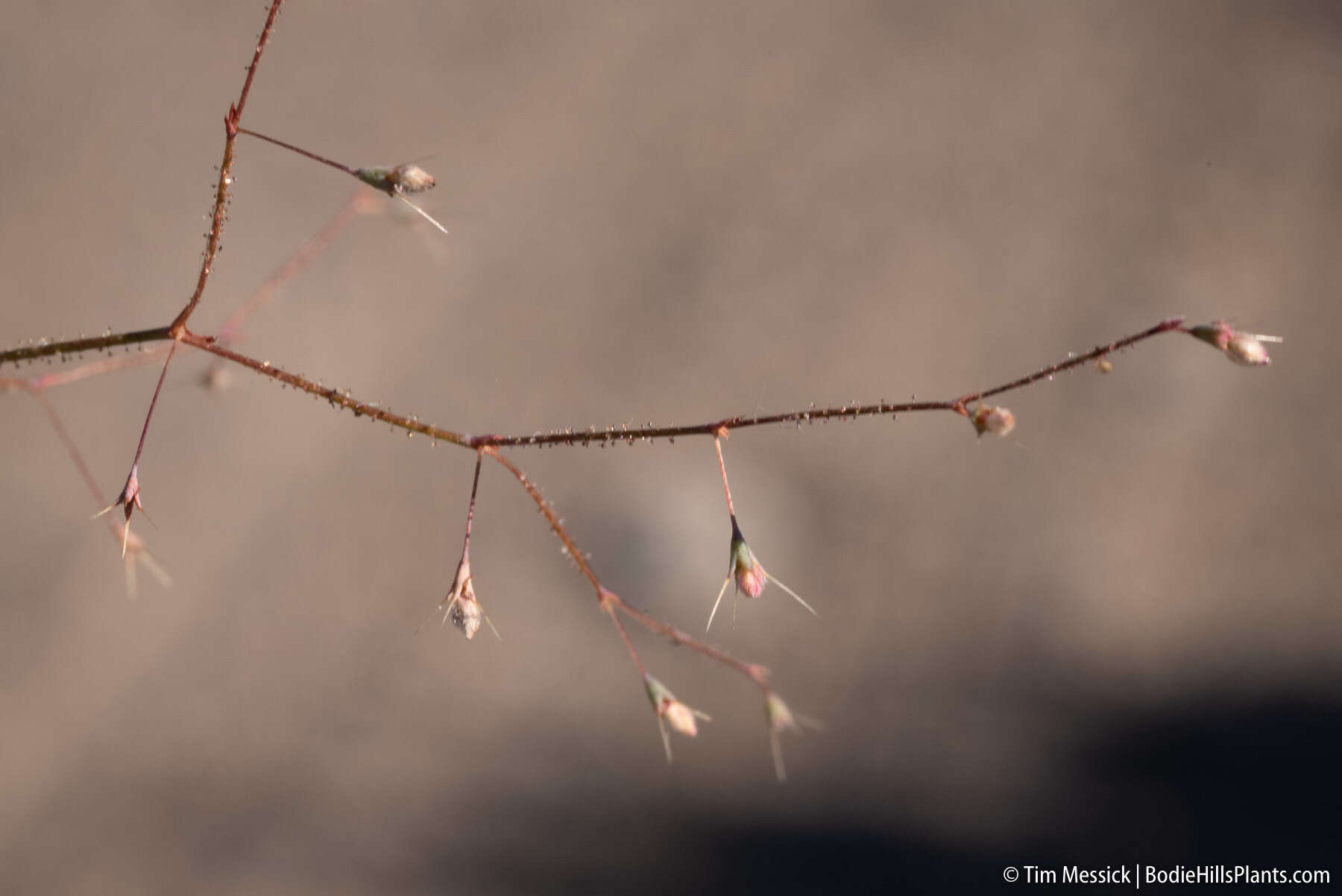 Image of narrowleaf oxytheca