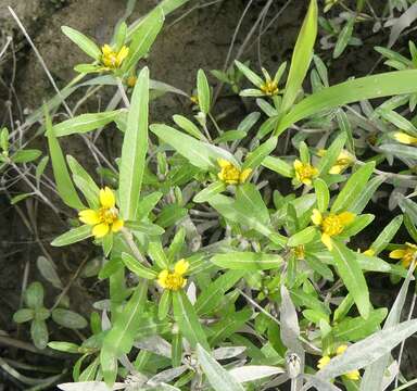 Bidens hyperborea Greene的圖片