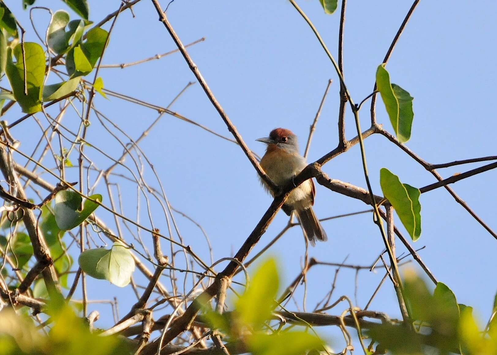 Image of Gray-cheeked Nunlet