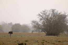 Image of North African ostrich