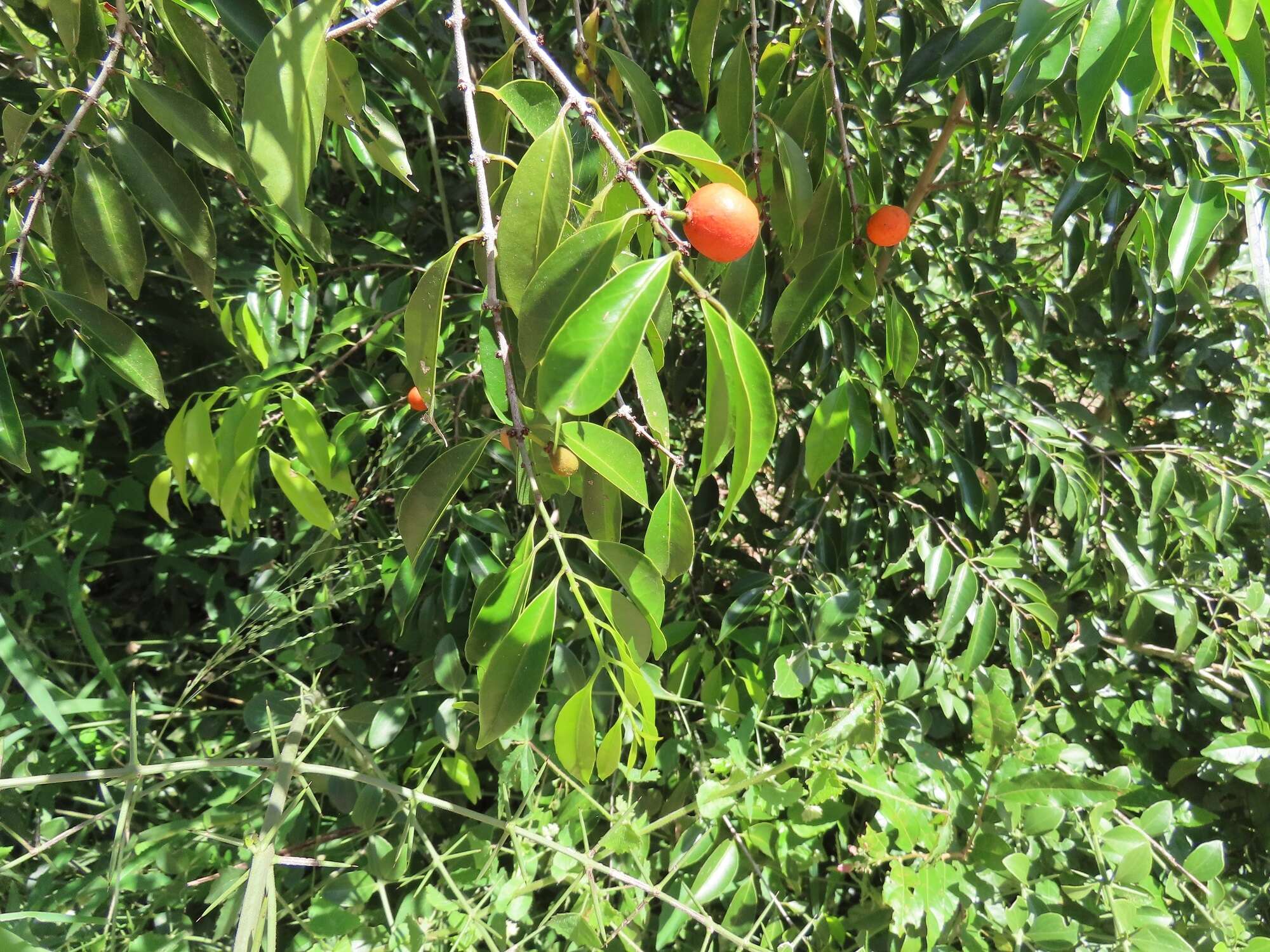 Image of Salacia leptoclada Tul.