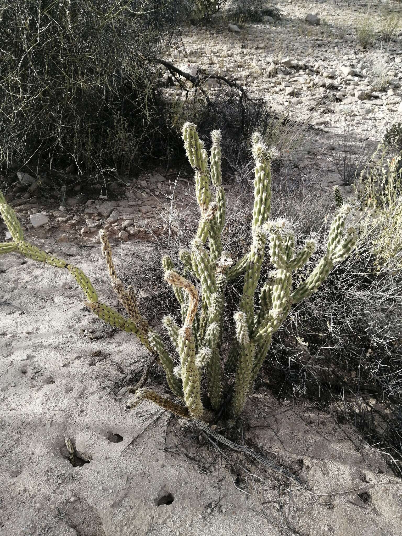 Image de Cylindropuntia californica var. delgadilloana (Rebman & Pinkava) Rebman