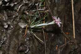 Image de Helichrysum pumilum Hook. fil.