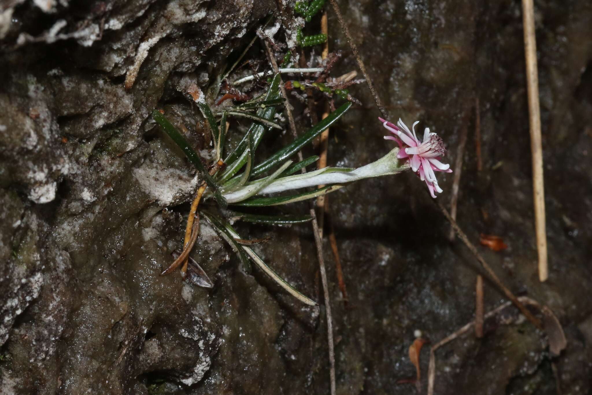 Image de Helichrysum pumilum Hook. fil.