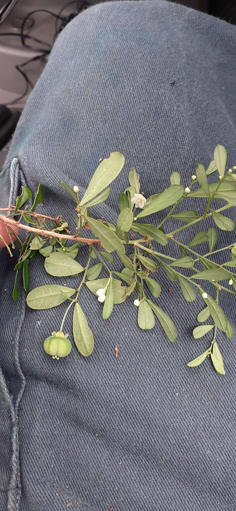 Image of Synostemon albiflorus (F. Muell. ex Müll. Arg.) Airy Shaw