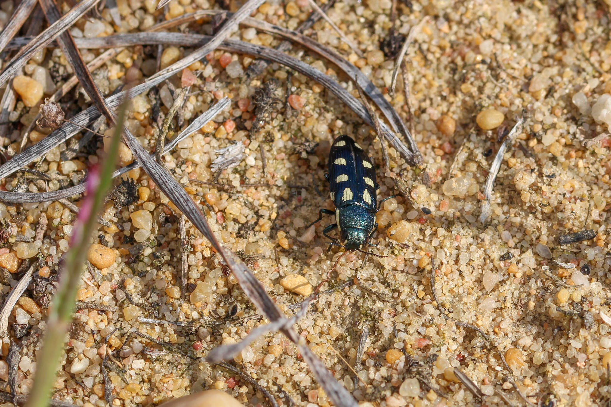 Image of eight-spotted Buprestis