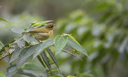 Sivun Phylloscopus nigrorum (Moseley 1891) kuva