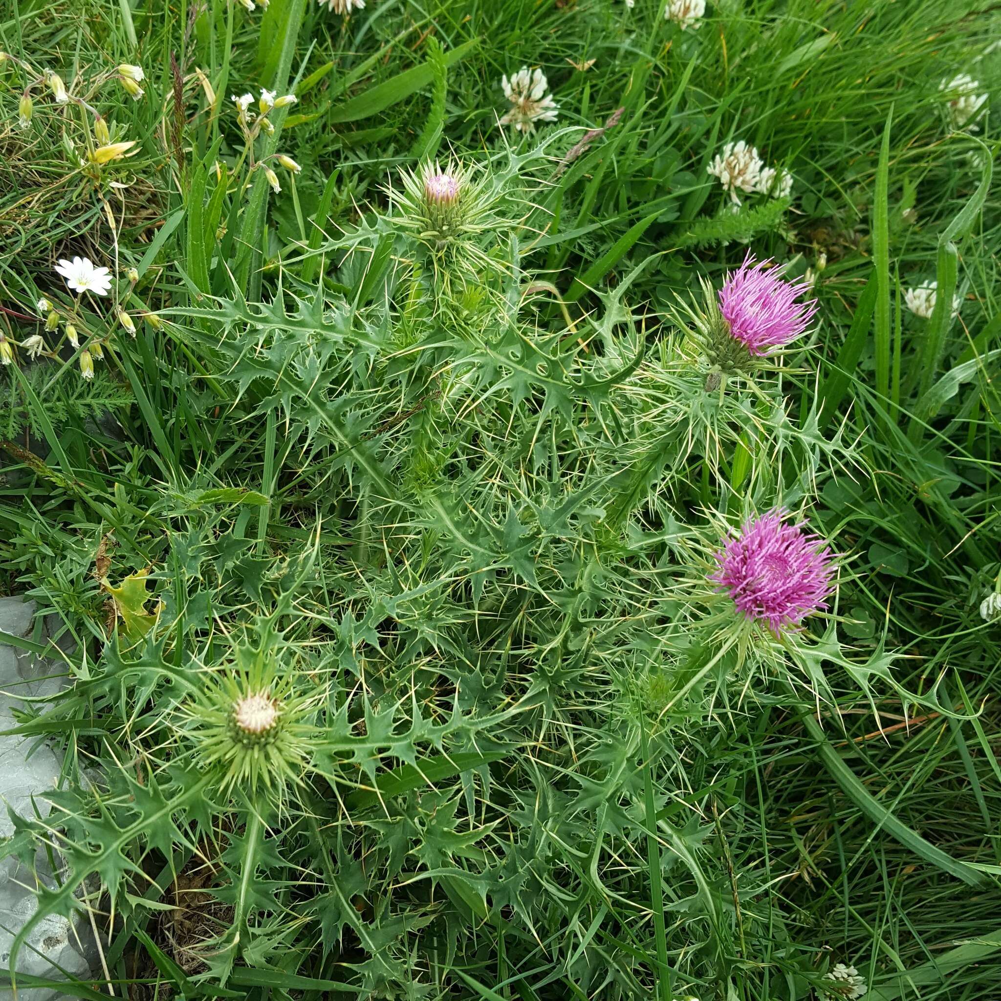 Plancia ëd Carduus carlinifolius Lam.