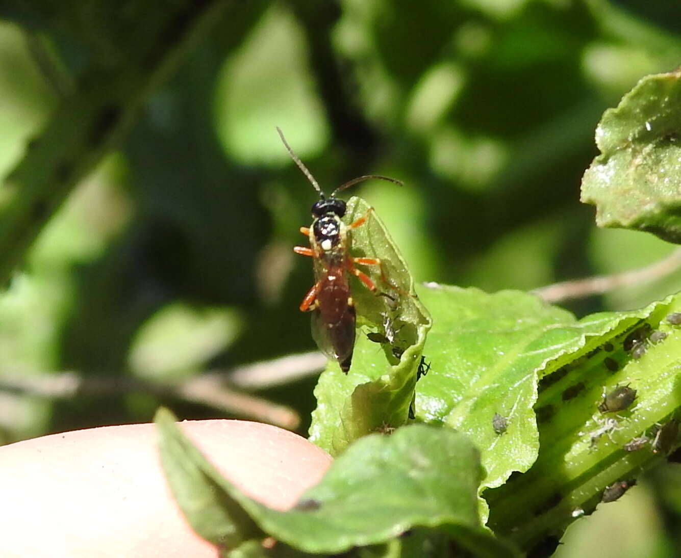 Image of Parasitoid wasp