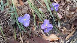 Image of Patersonia sericea R. Br.