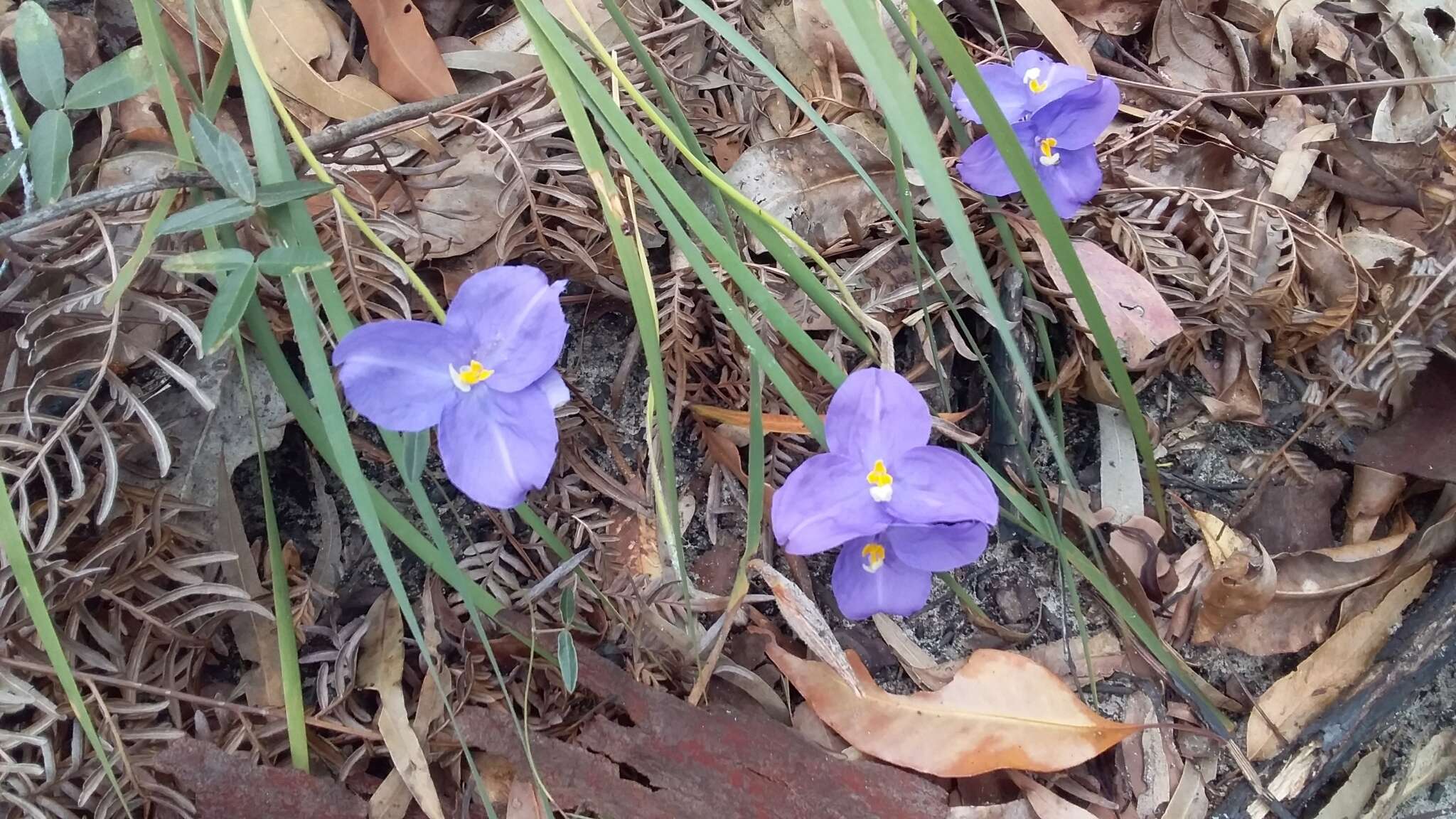 Image of Patersonia sericea R. Br.