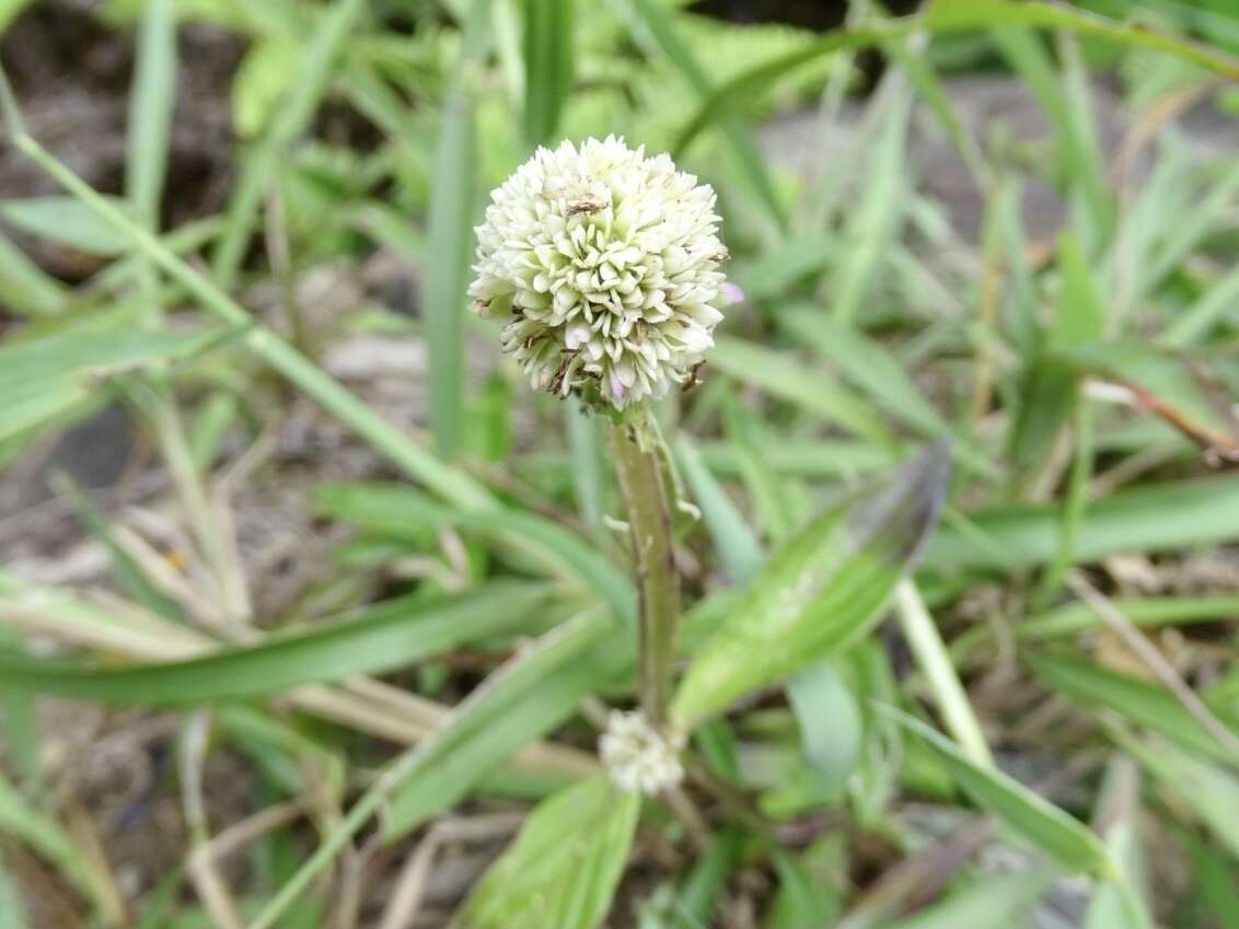 Image of Hedyotis uncinella Hook. & Arn.