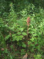 Слика од Orobanche alsatica subsp. libanotidis (Ruprecht) Pusch