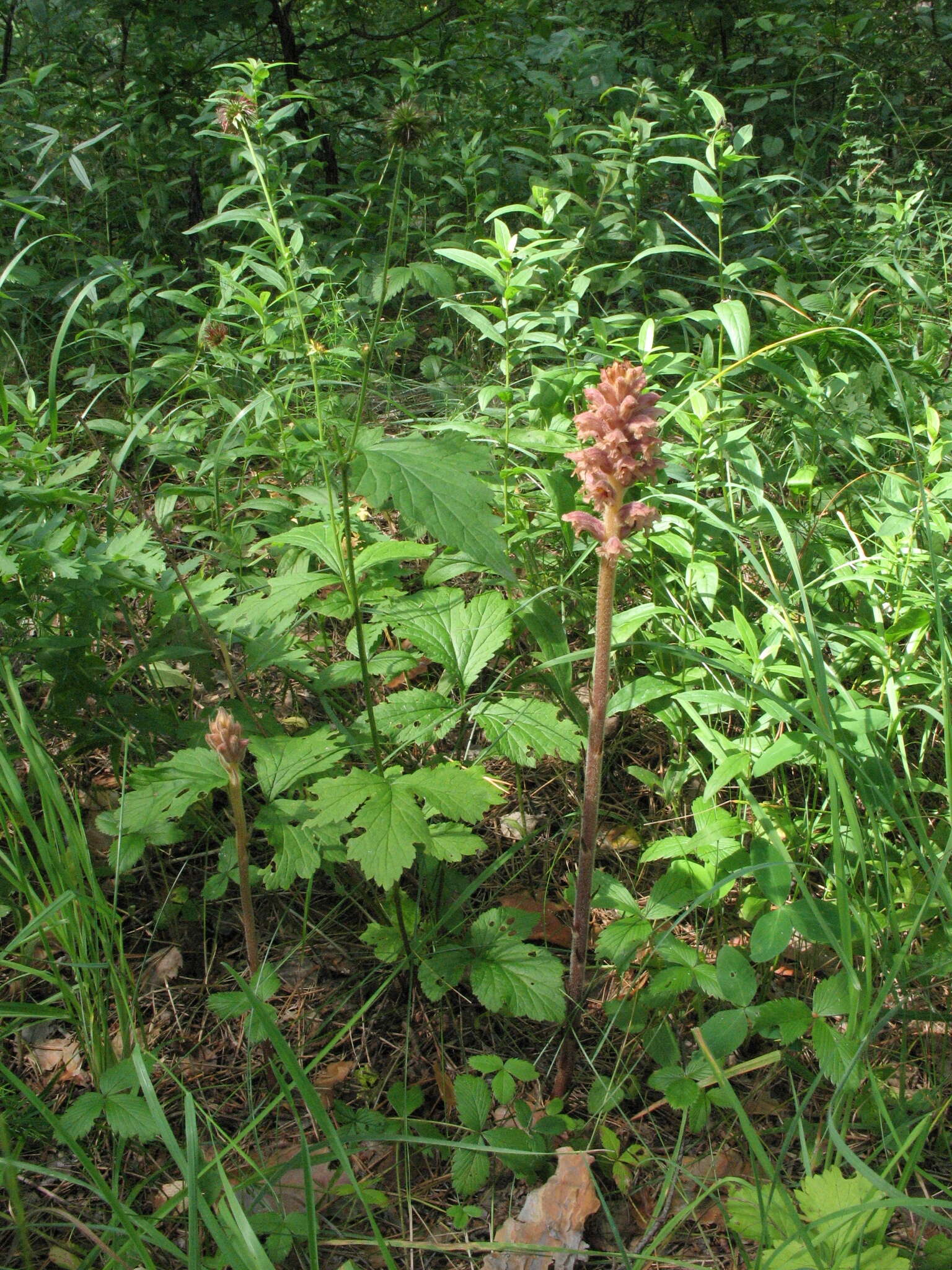 Слика од Orobanche alsatica subsp. libanotidis (Ruprecht) Pusch