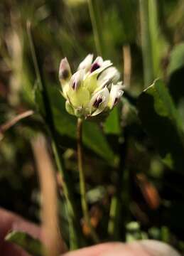 Trifolium depauperatum var. stenophyllum (Nutt.) McDermott的圖片