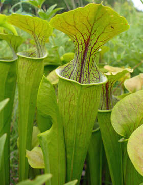 Image of Green Pitcherplant