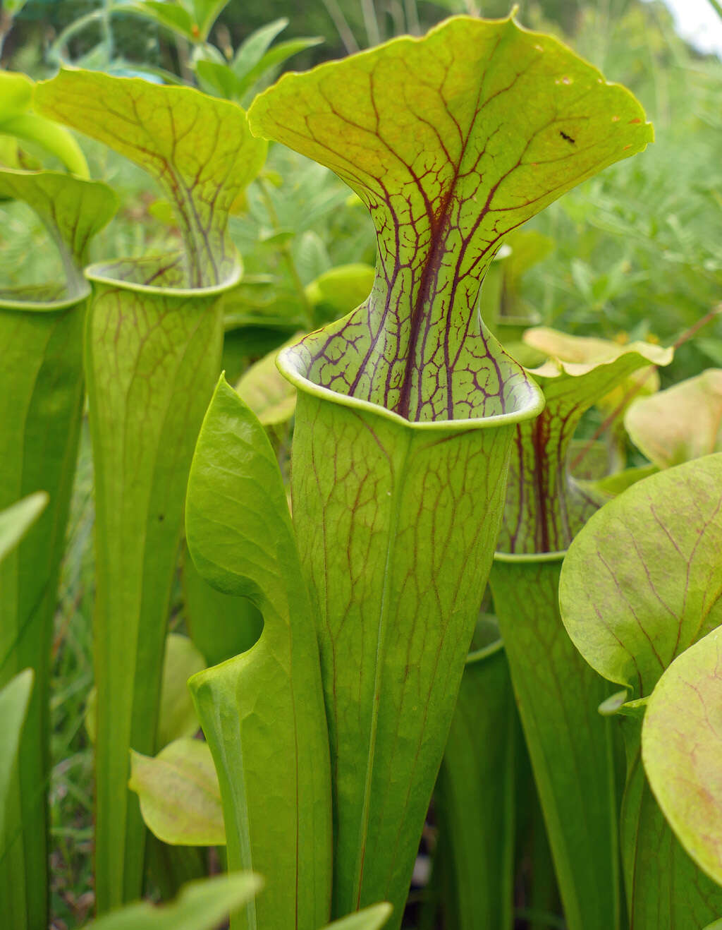 Image of Green Pitcherplant