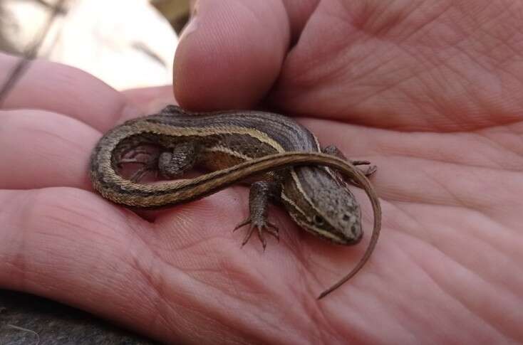 Image of Brilliant Tree Iguana