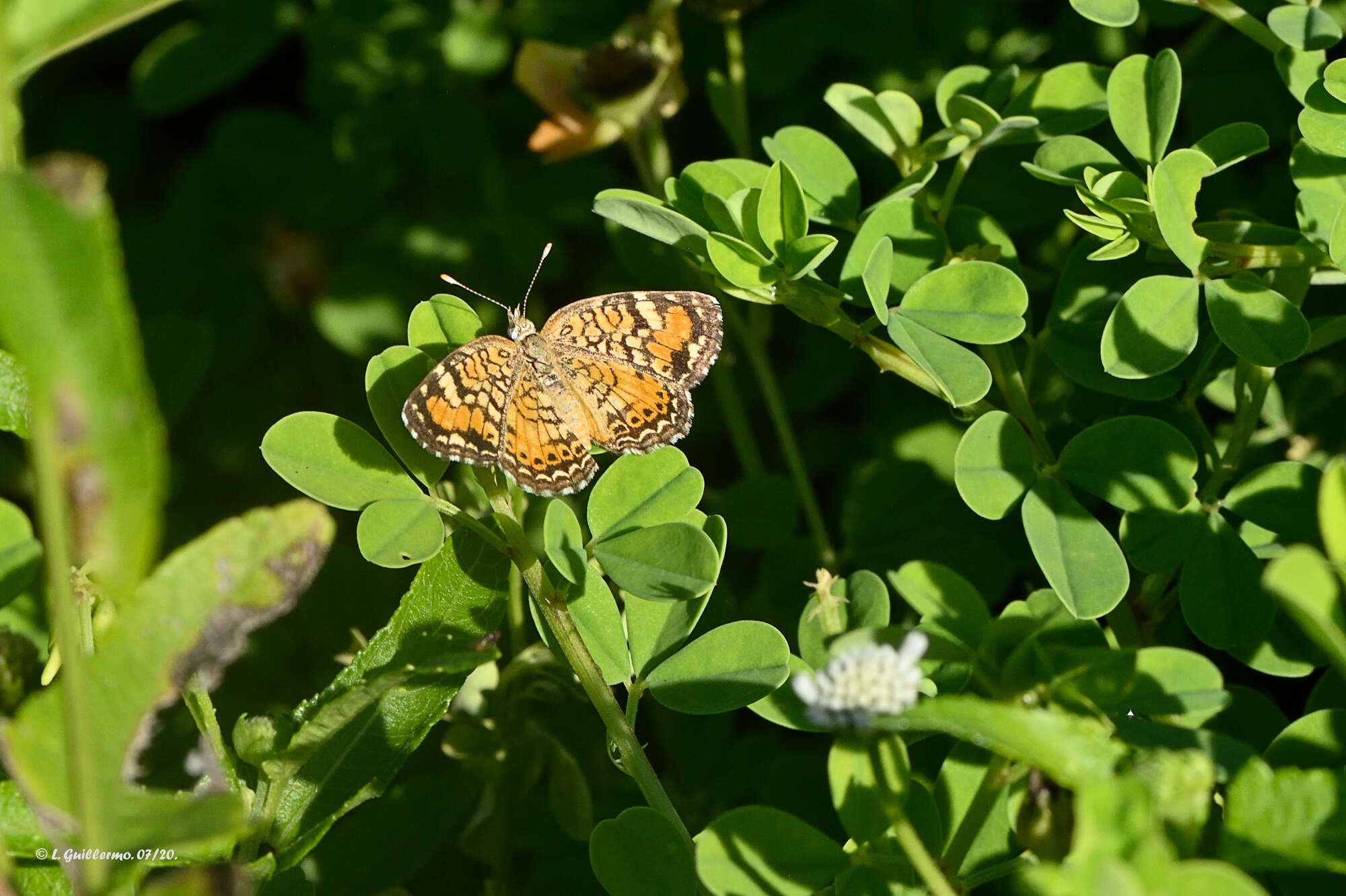 Image of <i>Phyciodes <i>phaon</i></i> phaon