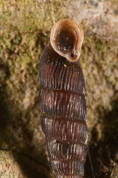 Image of Clausilia rugosa (Draparnaud 1801)